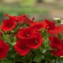 Combo – Bloomin Glory – 8″ Patio Pot